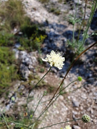 Scabiosa fumarioides, photographed by Michael D. Pirie