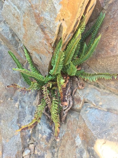 Polystichum kruckebergii, photographed by Matt Berger