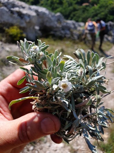 Achillea ageratifolia, photographed by Michael D. Pirie