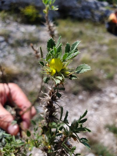 Ononis pusilla, photographed by Michael D. Pirie