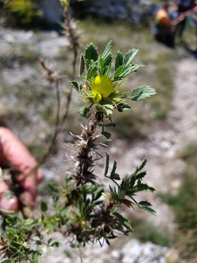 Ononis pusilla, photographed by Michael D. Pirie
