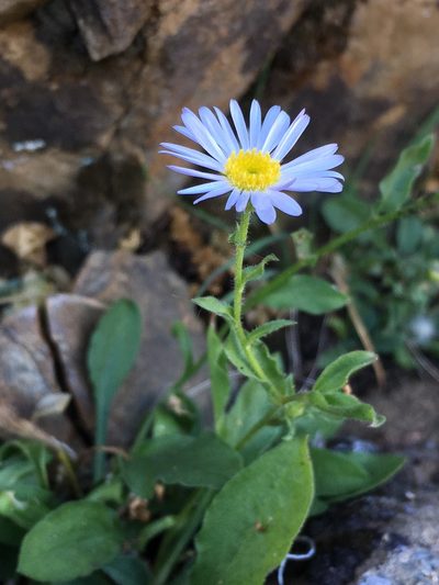 Erigeron leibergii, photographed by Matt Berger