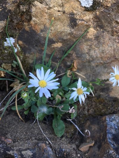 Erigeron leibergii, photographed by Matt Berger