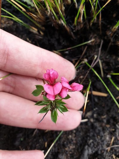 Indigofera rubroglandulosa, photographed by Aaliyah Motala