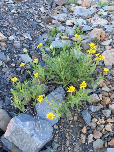 Arnica longifolia, photographed by Matt Berger