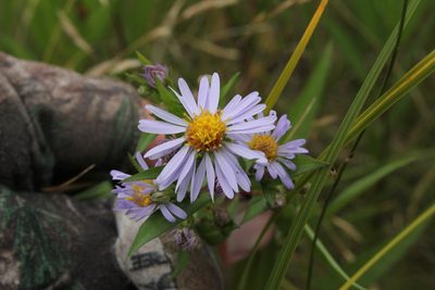 Symphyotrichum robynsianum, photographed by Quinten Wiegersma