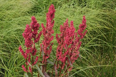 Rumex occidentalis, photographed by Quinten Wiegersma
