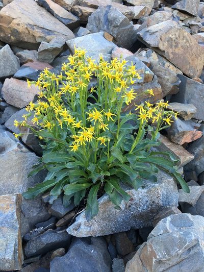 Senecio elmeri, photographed by Matt Berger
