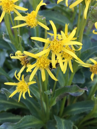 Senecio elmeri, photographed by Matt Berger
