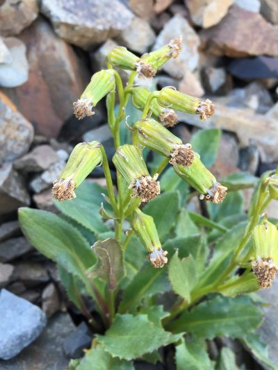Senecio elmeri, photographed by Matt Berger