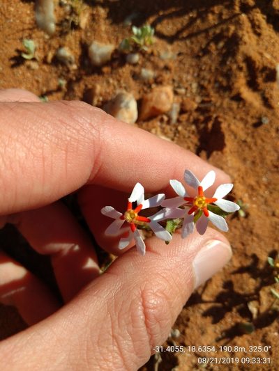 Zaluzianskya pumila, photographed by Seth Musker