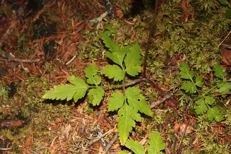 Osmorhiza depauperata, photographed by Quinten Wiegersma