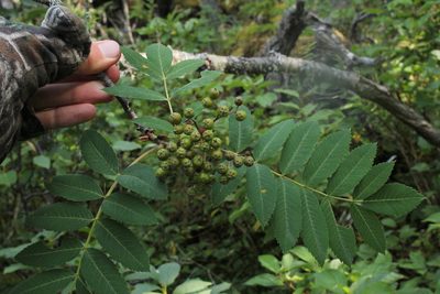 Sorbus decora, photographed by Quinten Wiegersma