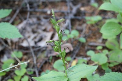Neottia borealis, photographed by Quinten Wiegersma