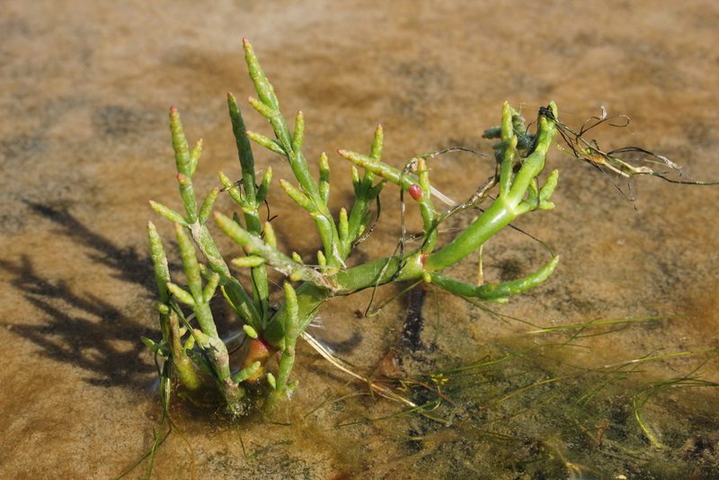 Salicornia maritima, photographed by Quinten Wiegersma