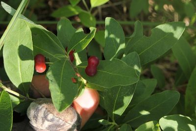 Lonicera oblongifolia, photographed by Quinten Wiegersma