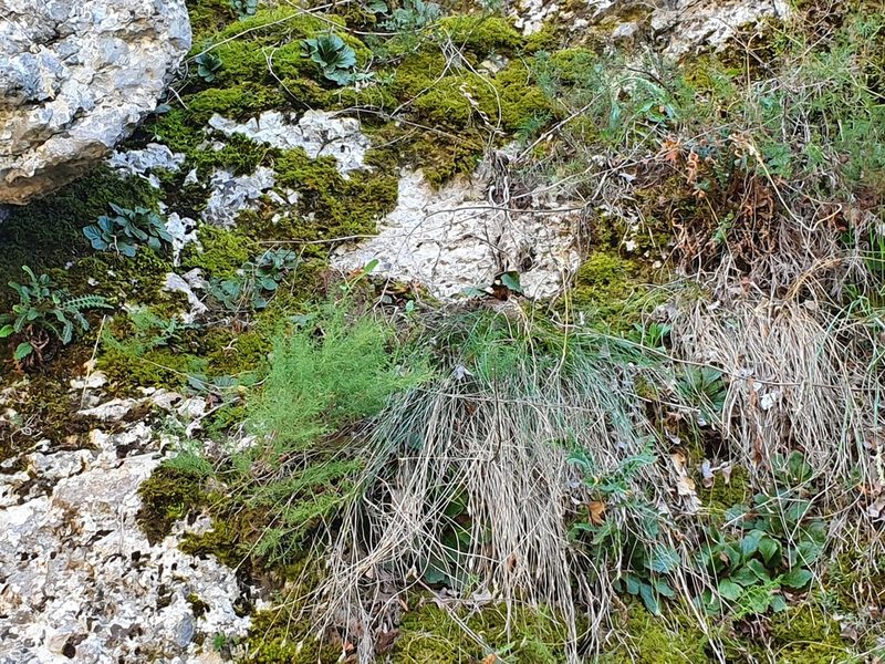 Ramonda serbica, photographed by Michael D. Pirie