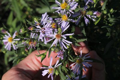 Symphyotrichum robynsianum, photographed by Quinten Wiegersma