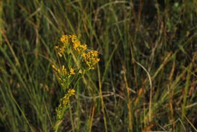 Solidago uliginosa, photographed by Quinten Wiegersma