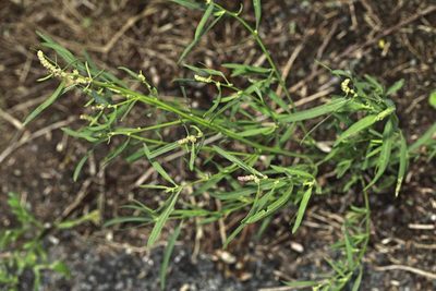 Atriplex littoralis, photographed by Stephen James McWilliam