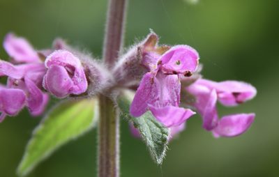 Stachys bullata, photographed by Karen and Mike