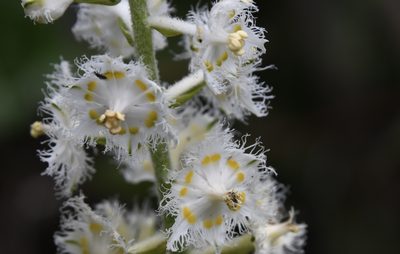 Veratrum fimbriatum, photographed by Karen and Mike
