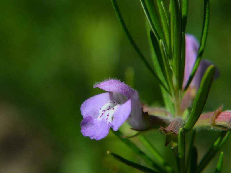 Conradina verticillata, photographed by Evan M. Raskin