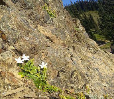 Campanula piperi, photographed by John Brew