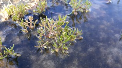 Spergularia canadensis, photographed by Quinten Wiegersma