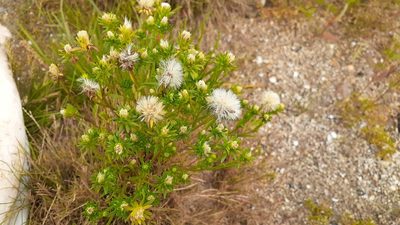 Symphyotrichum ciliatum, photographed by Quinten Wiegersma