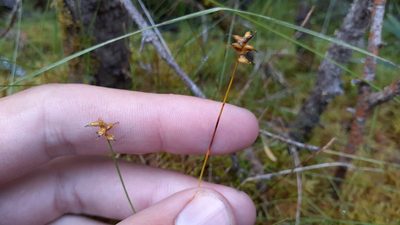 Carex alascana, photographed by Quinten Wiegersma