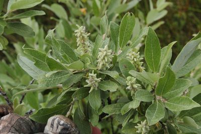 Salix brachycarpa, photographed by Quinten Wiegersma