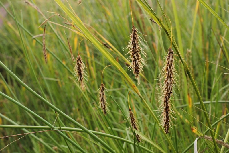 Carex paleacea, photographed by Quinten Wiegersma