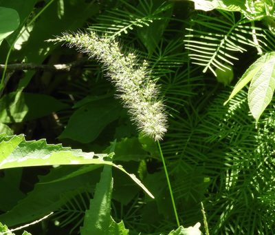 Setaria liebmannii, photographed by Francisco Farriols Sarabia