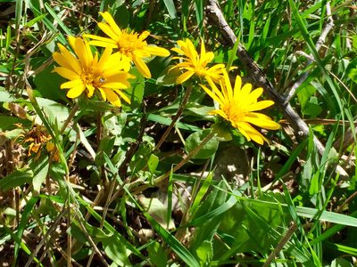Grindelia scabra, photographed by CK2AZ