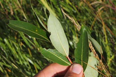 Salix serissima, photographed by Quinten Wiegersma