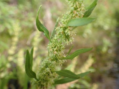 Rumex maritimus, photographed by mfeaver
