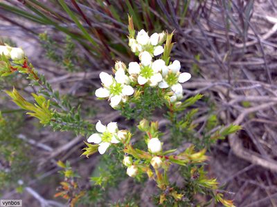 Diosma aspalathoides, photographed by Chris Vynbos