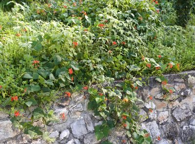 Phaseolus coccineus, photographed by ELOYJIMENEZ13