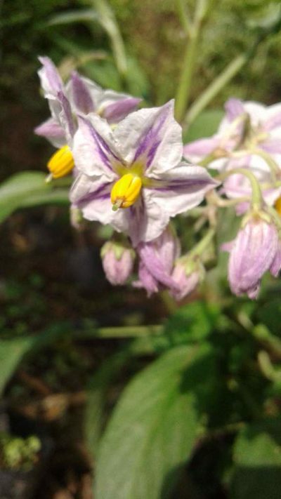 Solanum muricatum, photographed by John Doyle