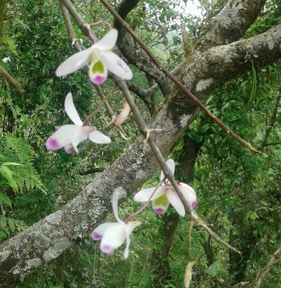Dendrobium amoenum, photographed by John Doyle