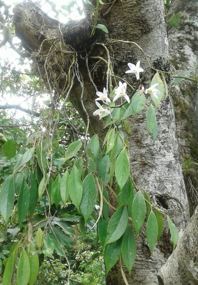Dendrobium amoenum, photographed by John Doyle