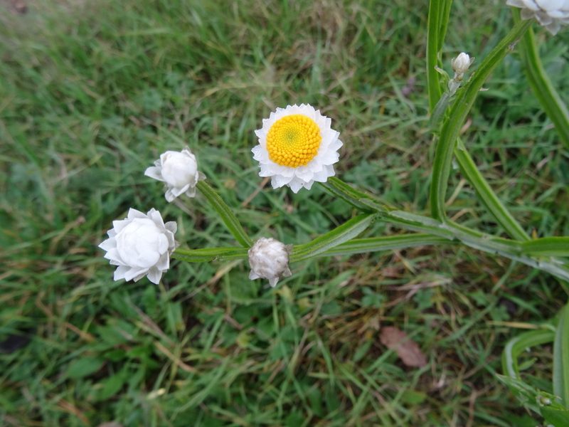 Ammobium alatum, photographed by Thomas Koffel