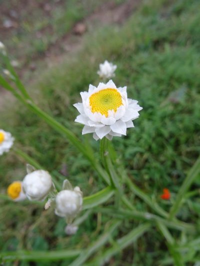 Ammobium alatum, photographed by Thomas Koffel