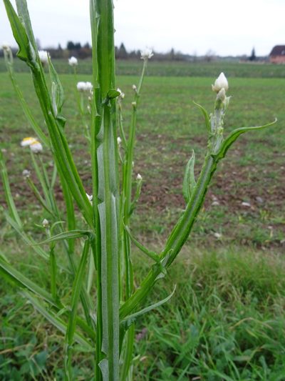 Ammobium alatum, photographed by Thomas Koffel
