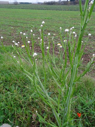Ammobium alatum, photographed by Thomas Koffel