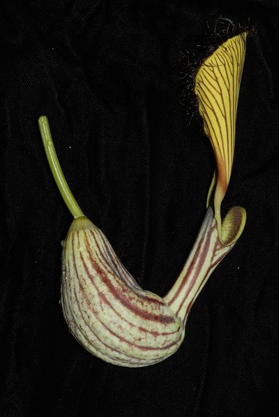 Aristolochia schultzeana, photographed by Douglas Goldman