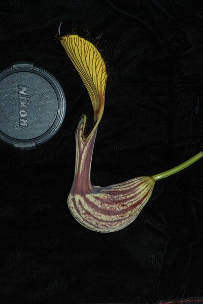 Aristolochia schultzeana, photographed by Douglas Goldman
