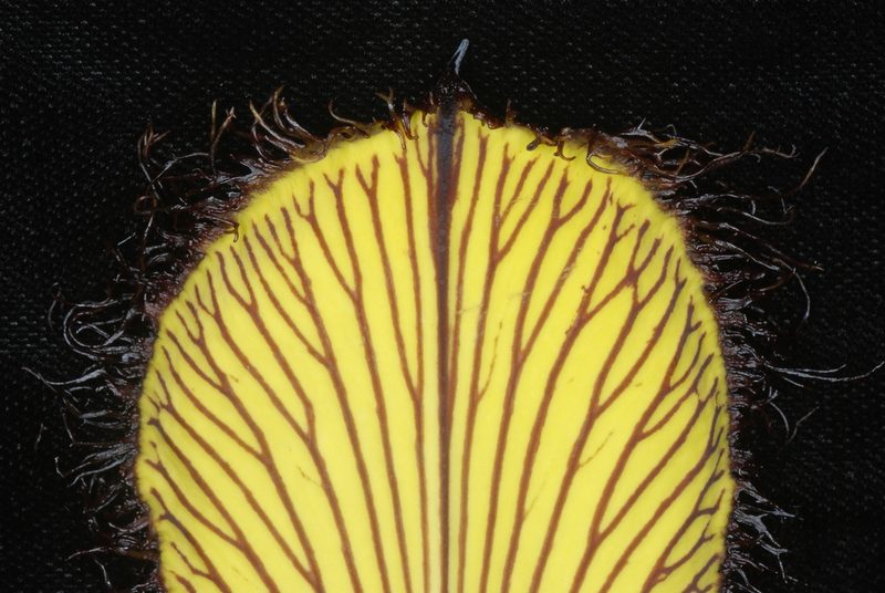 Aristolochia schultzeana, photographed by Douglas Goldman