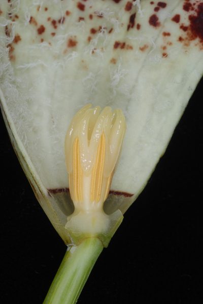 Aristolochia schultzeana, photographed by Douglas Goldman